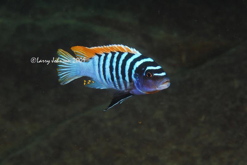 Maylandia pyrsonotos 'Chimwalani Reef'